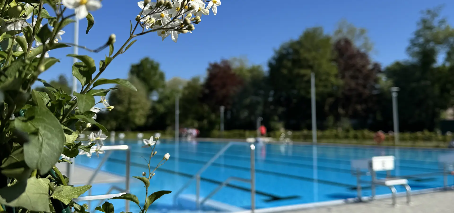 Wasserfläche vom Schwimmerbecken im Freibad Borssum mit Blumen im Vordergrund
