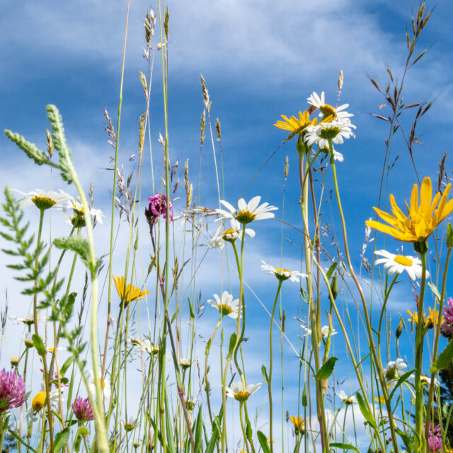 Blumen und Gräser vor dem blauen Himmel mit Schleierwolken